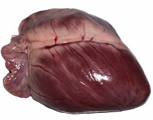 Сердце косули 200-300 гр