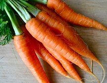 Морковь домашняя(Пензенская область)